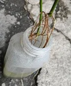 水耕玫瑰花苗1支