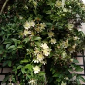 多肉植物 葉仙人掌 木麒麟 Pereskia aculeata 枝條