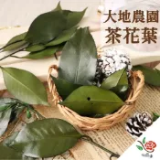 (店+)日本 大地農園 花燥獨家 永生茶花葉 茶花葉 極度花燥 花材 葉材 永生花 乾燥花 不凋花 畢業季 畢業 七夕 情人節