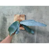 鹿角蕨  Platy. Omo 'Polar Bear' 北極熊鹿角蕨 蕨類上板 蕨類植物  上板鹿角蕨(賣場有亞猴女王