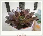 WISH FOREST【多肉植物。黑王子】。全日照。像是黑色石蓮花。多肉愛家不可少~
