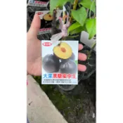 頂耀園藝 大果黑糖蜜李王 稼接苗