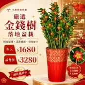 金錢樹 連方盆栽 落地盆栽 氧化鎂盆器 開幕送禮 喬遷禮物 植栽 辦公室裝飾