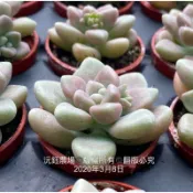 沅鈺農場   多肉植物   一吋盆/丸葉姬秋麗