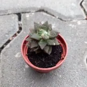 【多肉植物 】吹雪之松 一吋  穩根