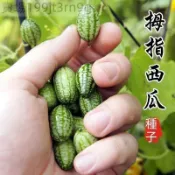 現貨🍈【拇指西瓜種子】🍈（100粒）四季 袖珍迷你小西瓜 可食用 爬藤西瓜陽臺盆栽觀賞特色蔬菜水果種子 四季薄皮迷你盆栽