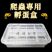 孵蛋盒 爬蟲孵蛋盒 蛋托 方型蛋盒 孵蛋 孵化盒 守宮 變色龍 蜥蜴 玉米蛇 小型水龜 小型爬蟲動物 婷婷百貨 金金水族