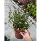野丁香木5 吋盆 2025/3月上市實物拍攝庭院植物 園藝植物 特殊品種-綠化植物