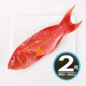 【華得水產】空運燕尾紅條魚2條組(400-480g/條)