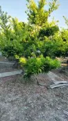 【上吉綠園】羅漢松