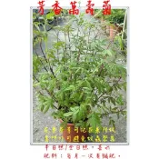 ✽ 邦妮的後花園 ✽ 芳香萬壽菊 / 檸檬桉 / 印尼驅蚊樹  / 到手香 左手香  驅蟲驅蚊 五吋盆