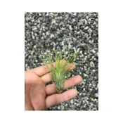(店+)空氣鳳梨 長莖紅寶石 Andreana Steam