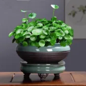 沐耕園|🌱🌱【銅錢草種子】 高發芽招財水培植物辦公室桌面盆栽金錢草花卉室內水養綠植吸甲醛大葉植物 種子 花卉種子