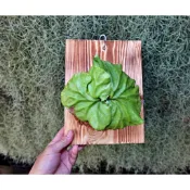 🌵植球對蕨🌿〖亞洲猴腦 亞猴  〗鹿角蕨 上板植物 上板鹿角蕨  蕨類植物