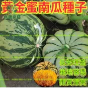 黃金蜜南瓜種子 栗子南瓜 金時南瓜 日本南瓜 家庭菜園 陽台盆栽 瓜果種子 爬藤植物 庭院栽種 蜜本南瓜 果園種子