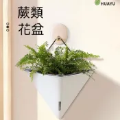 花盆 蕨類專用花盆 懶人自動吸水 綠植壁掛盆栽 墻上創意 水培吊盆 陽臺掛墻 蕨類專用 吸水壁掛盆