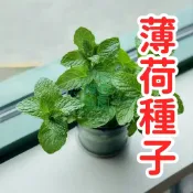 森禾|💥蝦皮熱銷💥【薄荷種子】 超高發芽率易種植  香氣清新濃郁  陽臺盆栽廚房綠化  園藝新手必備  居家香草植物