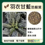 【台灣出貨 電子發票】恐龍葉羽衣甘藍 種子 羽衣甘藍 羽葉甘藍 菜籽 恐龍葉 空中花園藝世界