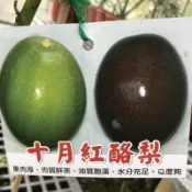 十月紅酪梨 勿直接下標 酪梨苗 酪梨 嫁接苗 秋圓 B花 轉色 另有多種酪梨 黑金晚 中埔青皮 皇家一號 路邊攤俱樂部