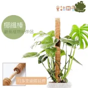 【全館590免運】椰纖棒 椰棕棒 爬藤柱攀爬棒 取代蛇木柱 爬藤植物 龜背芋 黃金葛 蔓綠絨 常春藤 觀葉植物 蛇木柱