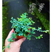 藍草3吋 藍地柏 蕨類植物  室內植物 觀葉植物 多年生草本植物