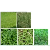(店+)【蔬菜之家】各種草皮種子│百喜草.百慕達草.類地毯草.四季春.馬蹄金金錢草.達冠草.假儉草.高品質.草皮