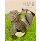 植系青屬-紅葉紫蘇/香料植物/香草植物/三吋盆（不含水泥盆)