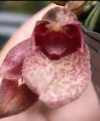 大眾蘭園  豆蘭  Bulbophyllum frostii 荷蘭木鞋