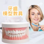 牙齒模型教具 牙科標準牙齒模型 示範假牙模型 兒童刷牙教學模型 教育學習牙齒模型