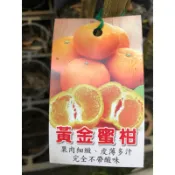 黃金蜜柑｜4吋苗植袋～嫁接果樹苗木⋯