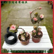 九重葛盆景造型鋁線 羅漢松樹枝定型鋁絲 植物塑型防鏽軟鋁線 多肉盆栽造景 手工DIY花藝鐵絲 園藝工具 花卉資材