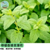 【香草新手必備】檸檬香蜂草種子 薄荷清香 泡茶料理超好用 陽台盆栽易種 驅蟲綠化 四季播種 新手好養