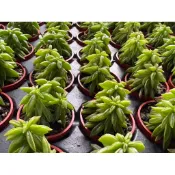 【多肉好好買】一寸盆 仙城椒草 多肉植物 現貨