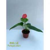 精緻小品 盆栽 紅火鶴 火鶴花 觀花植物 3吋盆 (⚠️ 訂單購買滿 $100 元以上才出貨)