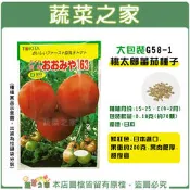 【蔬菜之家滿額免運00G58-1】大包裝桃太郎番茄種子0.18克(約70顆)//鮮紅色.果肉肥厚.甜度高