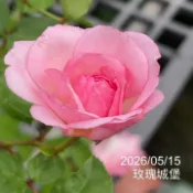 玫瑰城堡 多恩堡城堡玫瑰 庭院豐花 植株橫張 復花性好 抗病《四季有花玫瑰園》玫瑰苗 玫瑰盆栽 嫁接樹玫瑰 月季棒棒糖