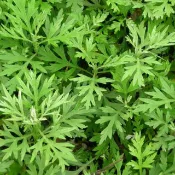 艾草苗，高約20公分……每盆25元可食用☆日月農場☆