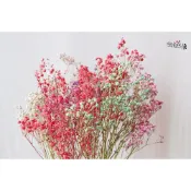(店+)【極度花燥】乾燥滿天星 單色花材