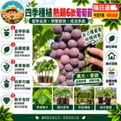 現貨🌹【熱銷6款】🌹4吋盆葡萄苗 四季種植 阳光玫瑰 藍寶石 巨峰 紅提 大果好養活 陽台庭院盆栽 葡萄苗 農場直發