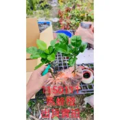 馬蜂橙 馬蜂橙苗 馬蜂橙嫁接苗 （嫁接苗） 泰國檸檬葉 馬蜂檸檬 泰國料理調味葉
