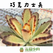 《花田多肉》🌵【巧克力士兵】 3吋盆 多肉植物/多肉/戶外植物/景天科
