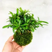 七分田  迎春 羅漢松苗苔球
