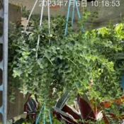 一禪種苗園-心心相印串串相連〈百萬心〉觀葉盆栽-3吋吊盆/小巧的葉子呈現心型/一串串左右對生的小葉子/小型盆栽/庭園點綴