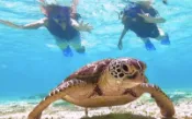 【Klook客路】宮古島 海龜浮潛＆海灘SUP立槳或獨木舟一日/半日體驗（沖繩） 現在預訂，當日使用 上午出發 最長3小時 免費取消 立即確認 