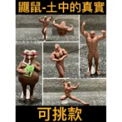【領航員會館】單售可挑款 TAMA-KYU 鼴鼠-土中的真實 扭蛋 公仔 模型 健身 肌肉 健美 可愛療癒土撥鼠
