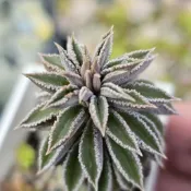 鮑魚椒草（J）🔥穩根品🌵多肉植物❤️蘭心花卉