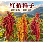 【花園城堡】紅藜種子(混合色) Red Quinoa 台灣紅藜 藜麥種子 生長強健、耐旱性佳 自己種菜
