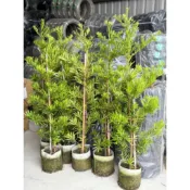 90-150公分羅漢松—圍籬植栽❌自載勿隨意棄單
