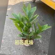 初花農場|金錢樹|3吋盆|室內觀葉植物|---定價60特價50