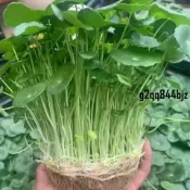 現發✨銅錢草種子（多入組）四季種植 土培水培綠植桌面陽台盆栽金錢草招財旺宅魚缸造景四季種植旺風水除甲醛馬蹄金種子